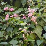 Antigonon leptopusഇല