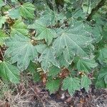 Acer erianthum Leaf