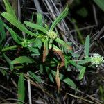 Spermacoce verticillata फूल