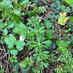 Galium aparineLeaf