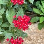 Pentas lanceolata Õis