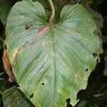 Philodendron brunneicaule List