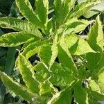 Amorphophallus bulbifer Leaf