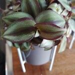 Tradescantia zebrina Blatt