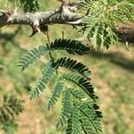 Senegalia senegal Лист
