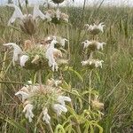 Monarda pectinata Virág