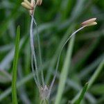 Littorella uniflora Other