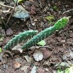 Opuntia maxima Habitus