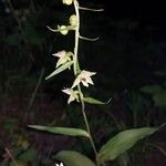 Epipactis leptochila Flower