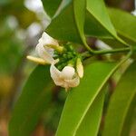 Picralima nitida Flor