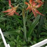 Hippeastrum striatum Habit