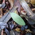 Brosimum acutifolium Hoja
