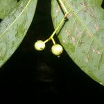 Faramea occidentalis Fruit