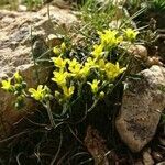 Gagea bohemica Fula