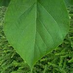 Catalpa bignonioides Fulla