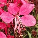 Gaura lindheimeri Blomst