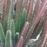 Stapelia grandiflora Leaf