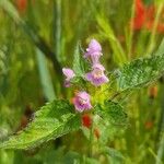 Galeopsis tetrahit Blomst