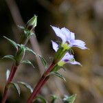 Gentiana pedicellata 整株植物