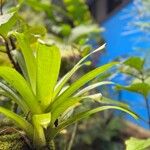 Catopsis sessiliflora Leaf