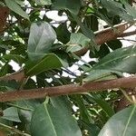 Ficus craterostoma Folla