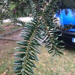 Abies numidica ഇല