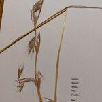 Themeda triandra Fula