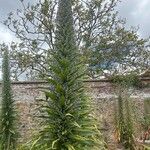 Echium strictum Характер