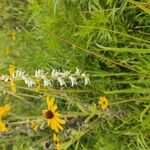 Spiranthes vernalis Květ