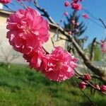 Prunus campanulata Floro