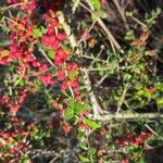 Ilex vomitoria Fruit