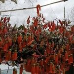 Kalanchoe manginii Цвят