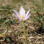 Colchicum alpinum عادت