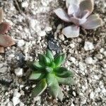 Sedum hernandezii Foglia