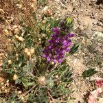 Lupinus densiflorus Plante entière