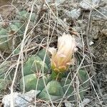 Gymnocalycium saglionis Flower