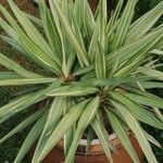 Yucca gloriosaFolio