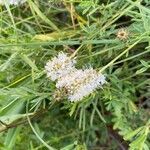 Dalea candida Flower