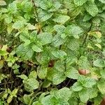 Mentha × rotundifolia Leaf