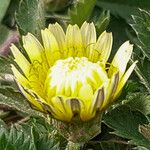 Taraxacum ceratophorum Çiçek