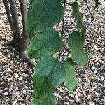 Halleria lucida Hoja