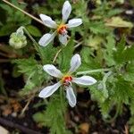 Blumenbachia insignis Floare