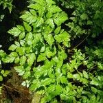 Oenanthe sarmentosa Leaf
