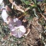 Convolvulus lineatus Flower