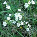 Euphrasia officinalisFloro