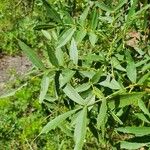 Fraxinus angustifolia Feuille