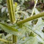 Cirsium muticum Écorce