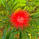 Calliandra haematocephala Lorea