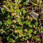 Betula nana Blomma