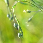 Linum austriacum Fruit